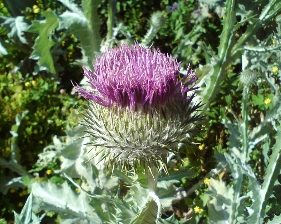 01 Cawdor Castle thistle