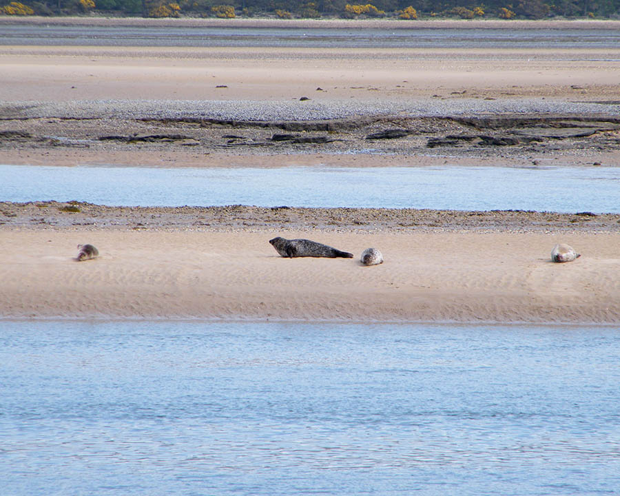 05 seals at Skelbo Loch Fleet