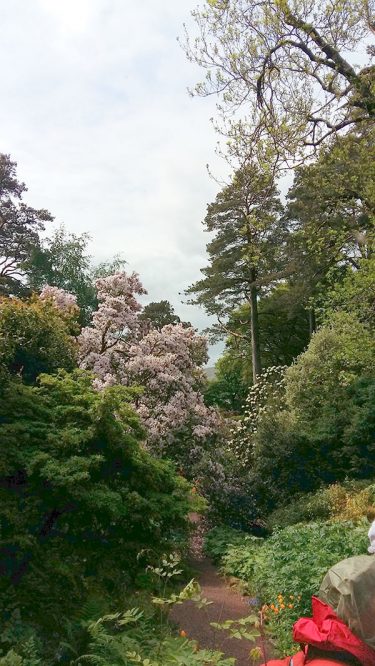 Inverewe May 2017_111938 Inverewe gardens